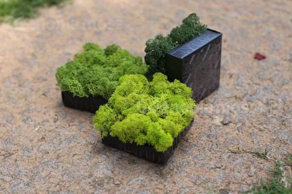 Moss Pixels